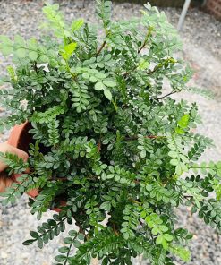 Cây thanh hương là cây lá trang trí bánh