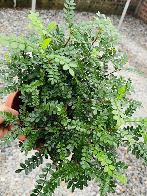 Cây thanh hương là cây lá trang trí bánh