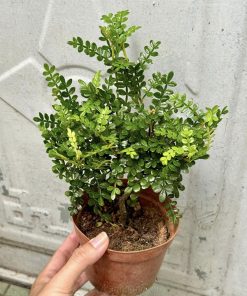 Cây thanh hương là cây thân gỗ quý có hương thơm dễ chịu