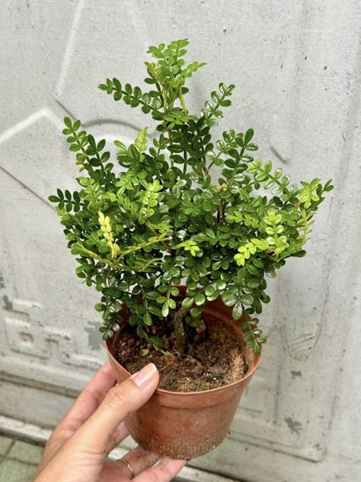 Cây thanh hương là cây thân gỗ quý có hương thơm dễ chịu