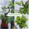 Cây thanh hương mộc là cây thân gỗ quý có mùi hương đặc trưng