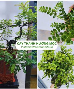 Cây thanh hương mộc là cây thân gỗ quý có mùi hương đặc trưng