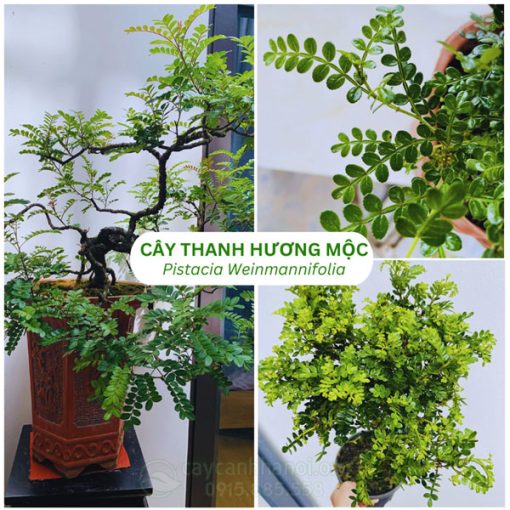 Cây thanh hương mộc là cây thân gỗ quý có mùi hương đặc trưng