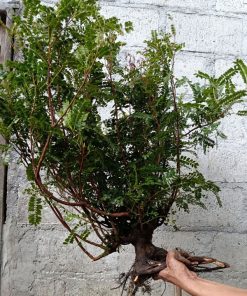 Cây thanh hương rưng làm cây cổ thụ bonsai