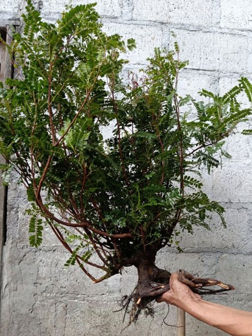 Cây thanh hương rưng làm cây cổ thụ bonsai