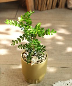 Cây thanh hương mộc mini để bàn