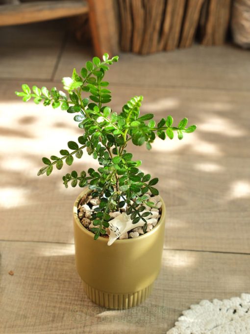 Cây thanh hương mộc mini để bàn