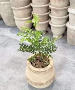 Cây thanh hương mộc giúp giupr stress