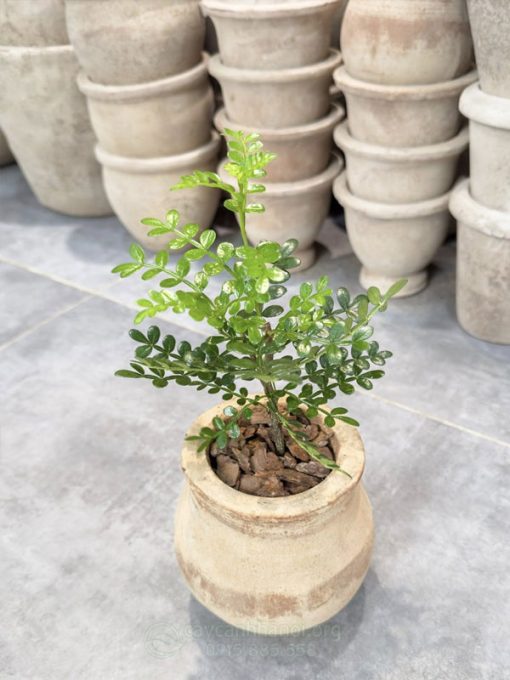 Cây thanh hương mộc giúp giupr stress
