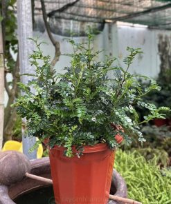 Cây thianh hương mộc mang đến nhiều may mắn