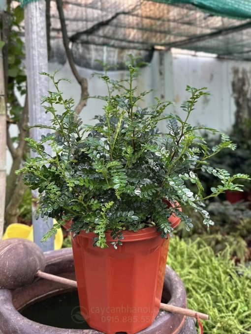 Cây thianh hương mộc mang đến nhiều may mắn