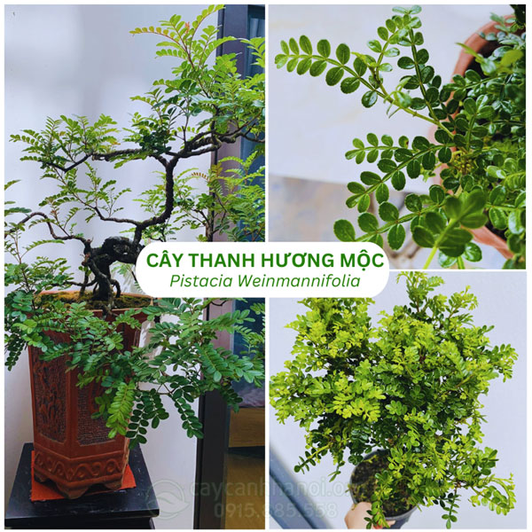 Cây thanh hương mộc là cây thân gỗ quý có mùi hương đặc trưng