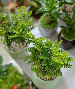 Cây thanh hương trồng chậu để bàn