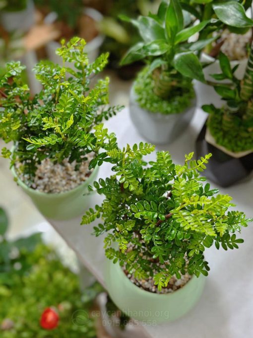 Cây thanh hương trồng chậu để bàn
