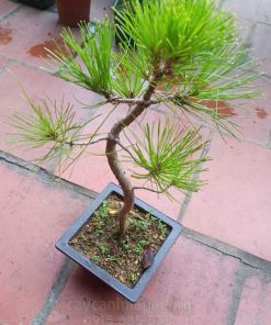 Cây thông đen Nhật Bản dáng Bonsai
