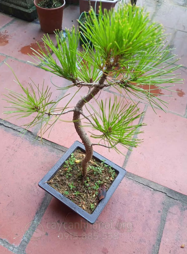 Cây thông đen Nhật Bản dáng Bonsai