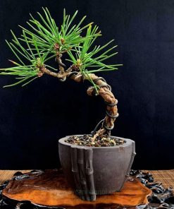 cây thông đen Nhật Bản mini để bàn