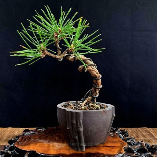 cây thông đen Nhật Bản mini để bàn