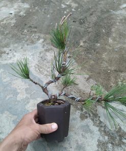Cây thông đen Nhật Bản hợp mệnh Mộc, Hỏa và Thổ