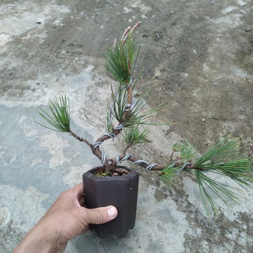 Cây thông đen Nhật Bản hợp mệnh Mộc, Hỏa và Thổ