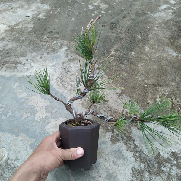 Cây thông đen Nhật Bản hợp mệnh Mộc, Hỏa và Thổ