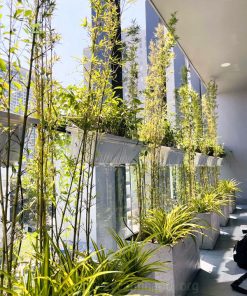 trúc quân tử trồng ban công