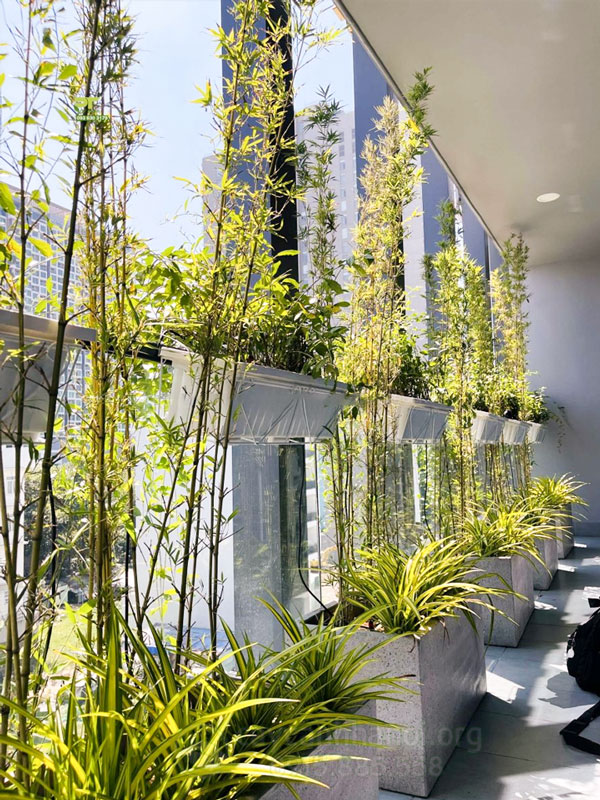 trúc quân tử trồng ban công