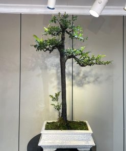 Cây tùng đen dáng trực đẹp