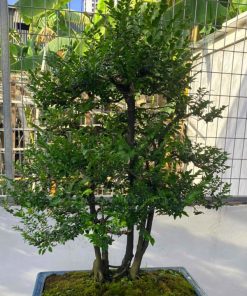 Cây thông đen lành tính không có độc