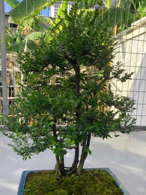 Cây thông đen lành tính không có độc