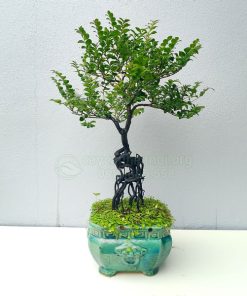 Cây tùng đen trồng chậu
