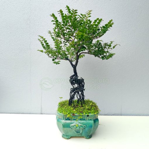 Cây tùng đen trồng chậu