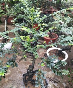 Tùng đen tương đối dễ trồng và dễ chăm sóc