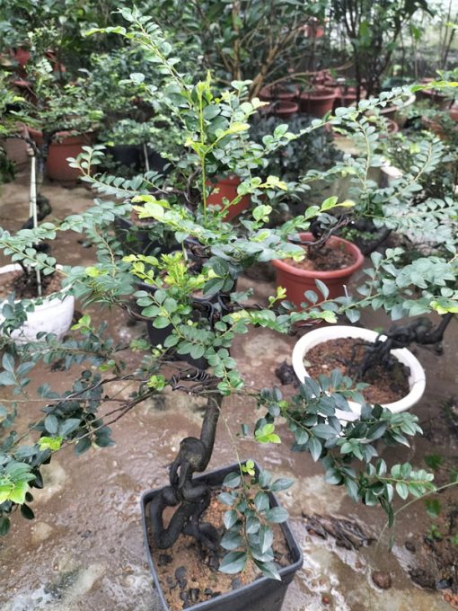 Tùng đen tương đối dễ trồng và dễ chăm sóc