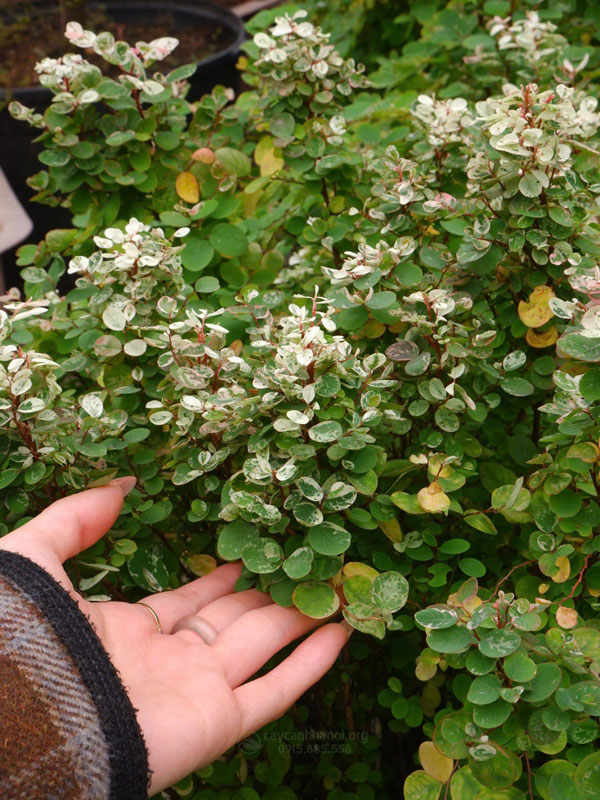 Tam tài tam lộc còn có tên gọi khác là cây tuyết nhiệt đới