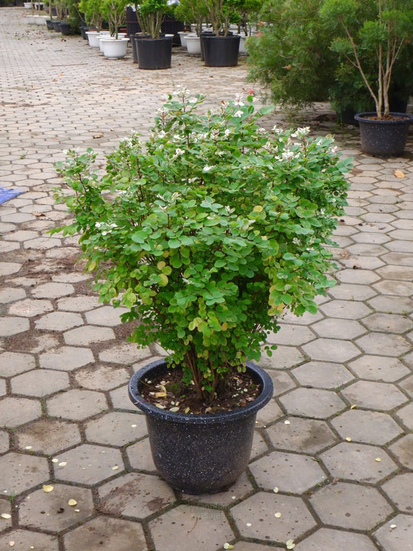 Cây tuyết nhiệt đới mang đến nhiều may mắn, tài lộc