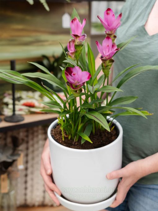 Chăm sóc hoa nghệ trồng trong chậu