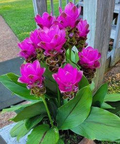 chăm sóc cây Curcuma alismatifolia trong chậu