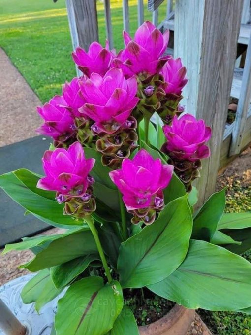 chăm sóc cây Curcuma alismatifolia trong chậu