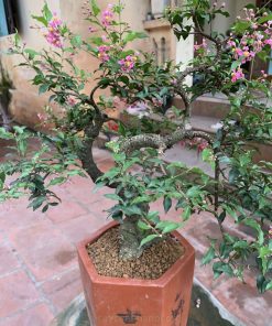 Chậu bonsai hồng ngọc mai hợp mệnh hỏa và mộc