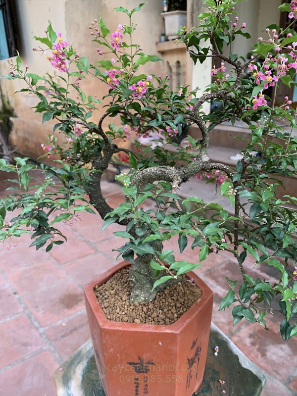 Chậu bonsai hồng ngọc mai hợp mệnh hỏa và mộc