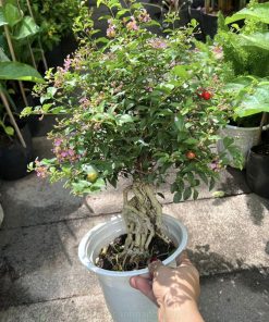 Chậu bonsai hồng ngọc mai đẹp