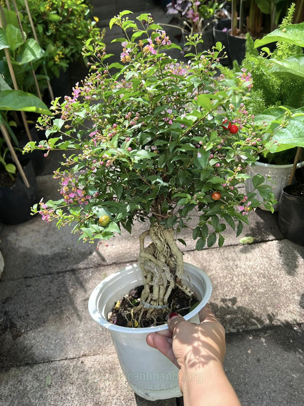 Chậu bonsai hồng ngọc mai đẹp