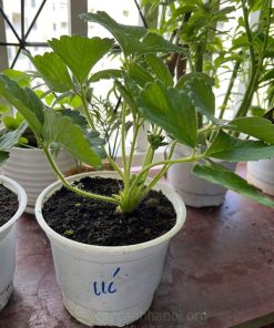 Chậu dâu tây Úc