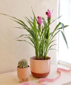 Chậu hoa nghệ lá từ cô