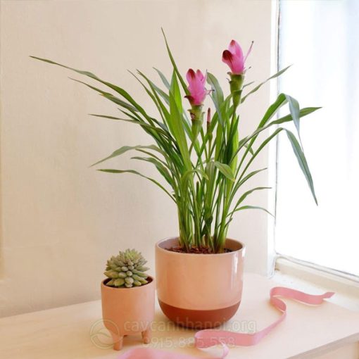 Chậu hoa nghệ lá từ cô