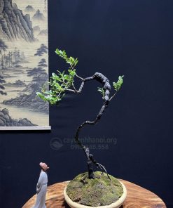 Chậu tùng đên bonsai để bàn đẹp