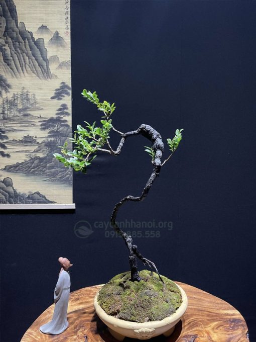 Chậu tùng đên bonsai để bàn đẹp