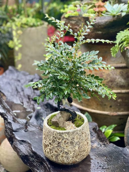 Chậu cây tùng đen mini để bàn