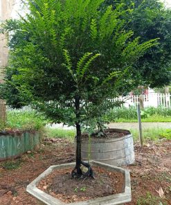 Tùng đen là loại cây cảnh lọc không khí tốt
